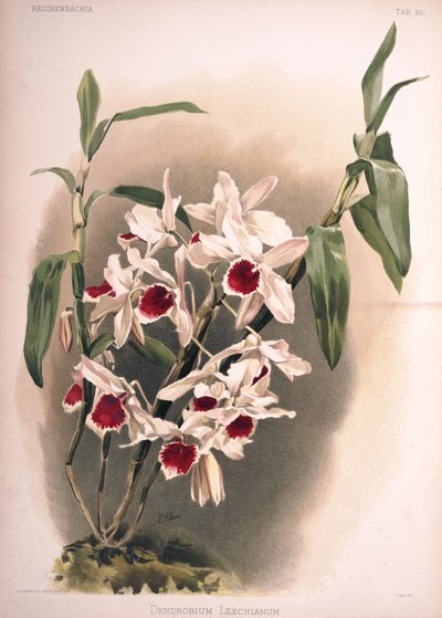 Dendrobium × leechianum - London H. Sotheran and Co.